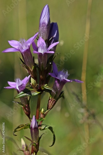 Deutscher Fransenenzian (Gentianella germanica) am Dörnberg
 photo