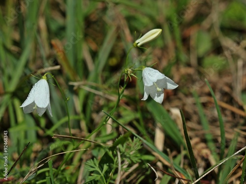 Weißling der Rundblättrigen Glockenblume (Campanula rotundifolia)