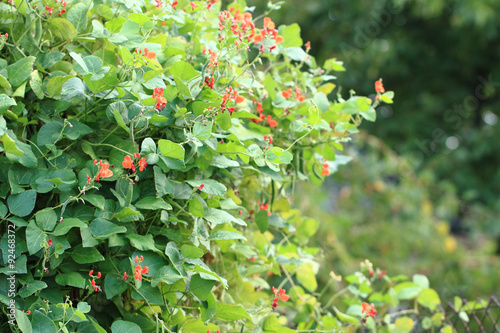 Foto beans plants flowers..