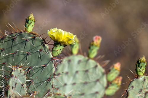 Beautiful yellow flower and buds on Prickly Pear Cactus in Arizona's Sonoran Desert