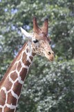 Giraffe, Miami zoo