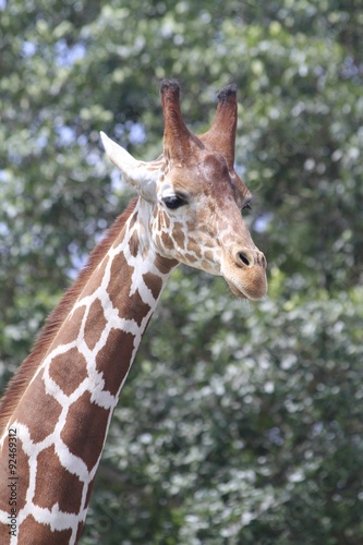 Giraffe, Miami zoo © Ana