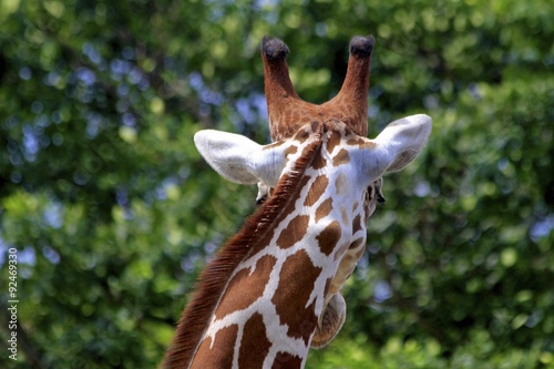 giraffe, miami zoo photo