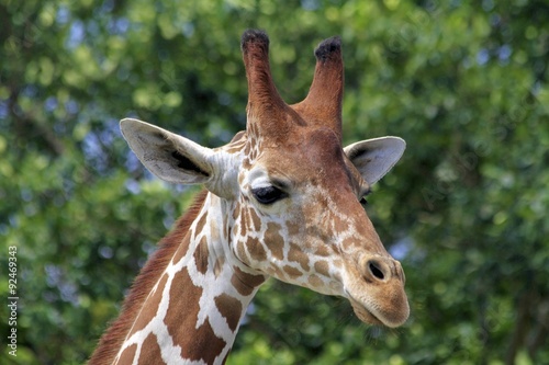 Giraffe at the Miami zoo