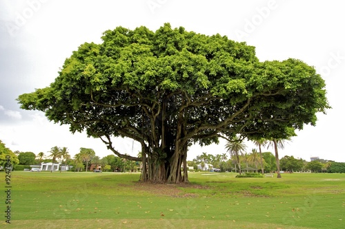 coral gables beautiful trees