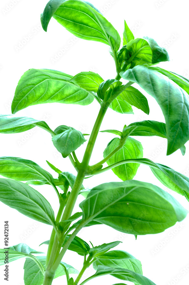 Obraz premium Frisches Basilikum