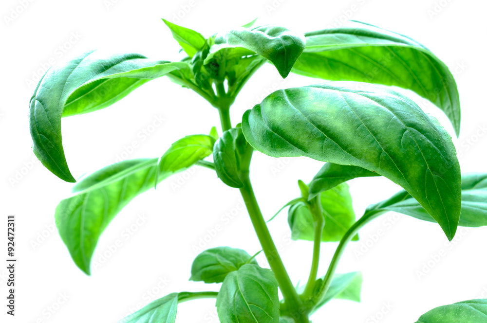Obraz premium Frisches Basilikum