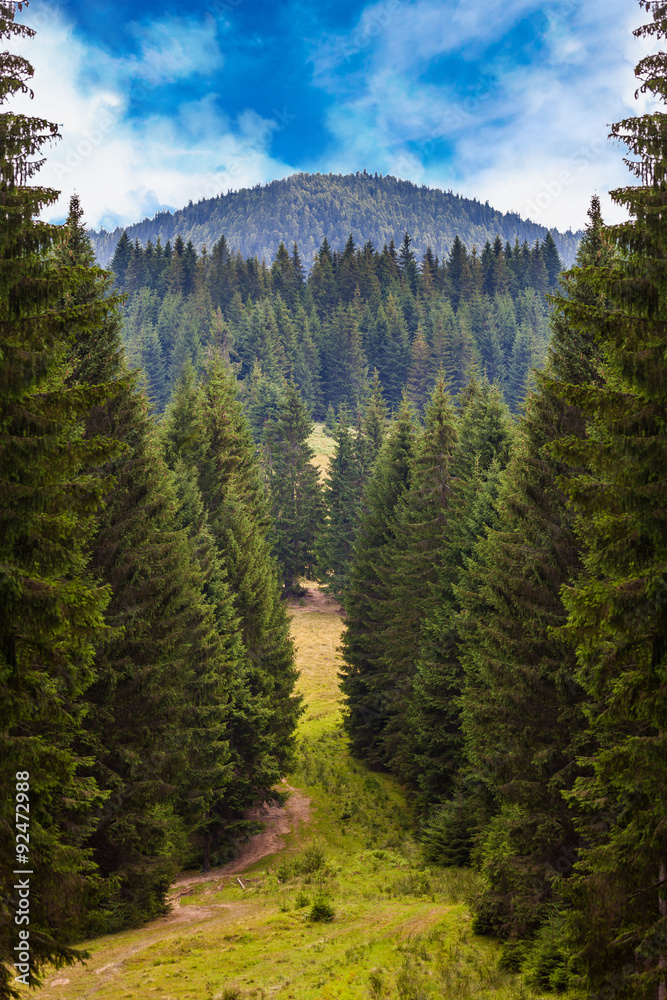 Obraz premium pine forest in the Carpathians