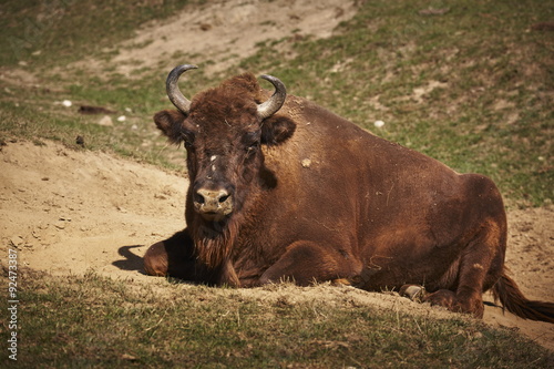 Adult European bison (Bison bonasus) female resting.