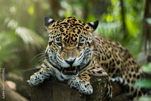 Fototapeta Naklejka Na Ścianę i Meble -  Jaguar closeup