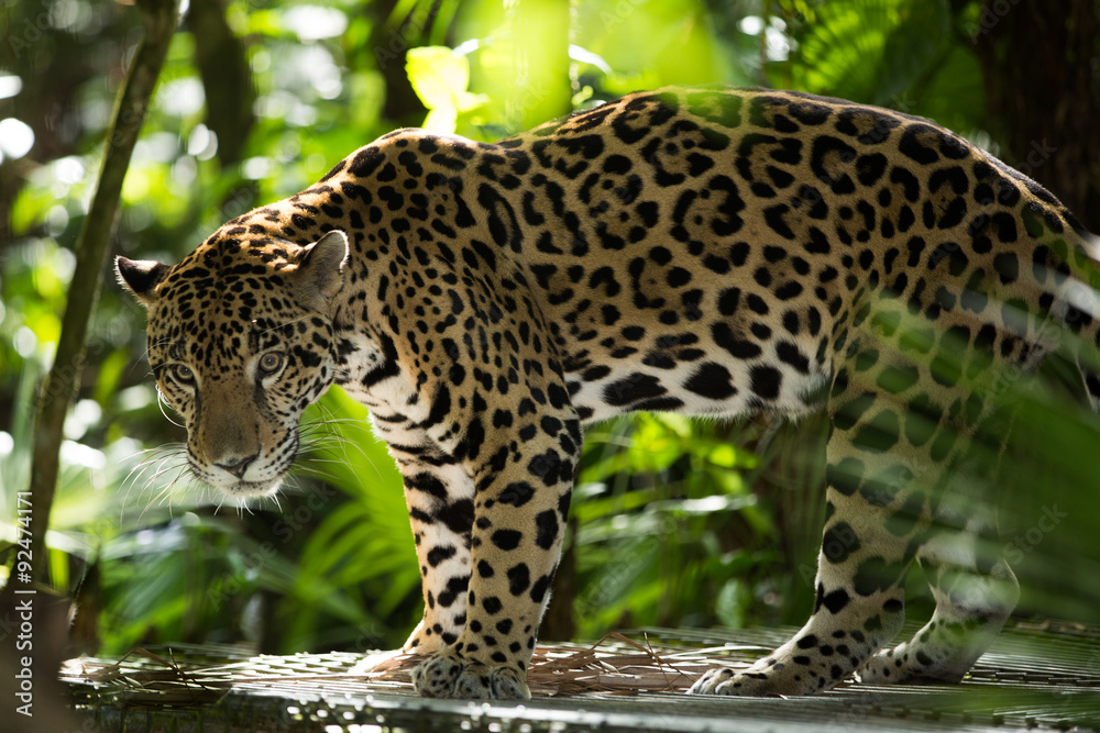 Naklejka premium Jaguar closeup