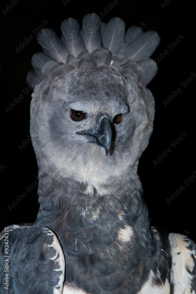 Fototapeta premium Harpy Eagle portrait closeup