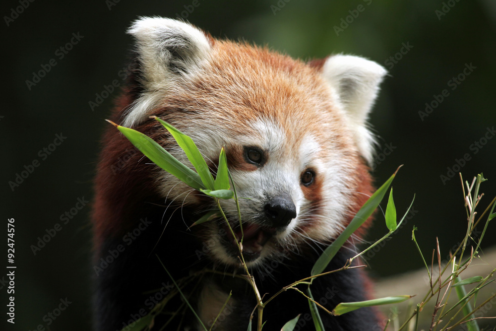 Obraz premium Red panda (Ailurus fulgens).