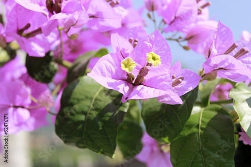 Flower of bougainvillea is a genus of plants of the family nyctaginaceae photo