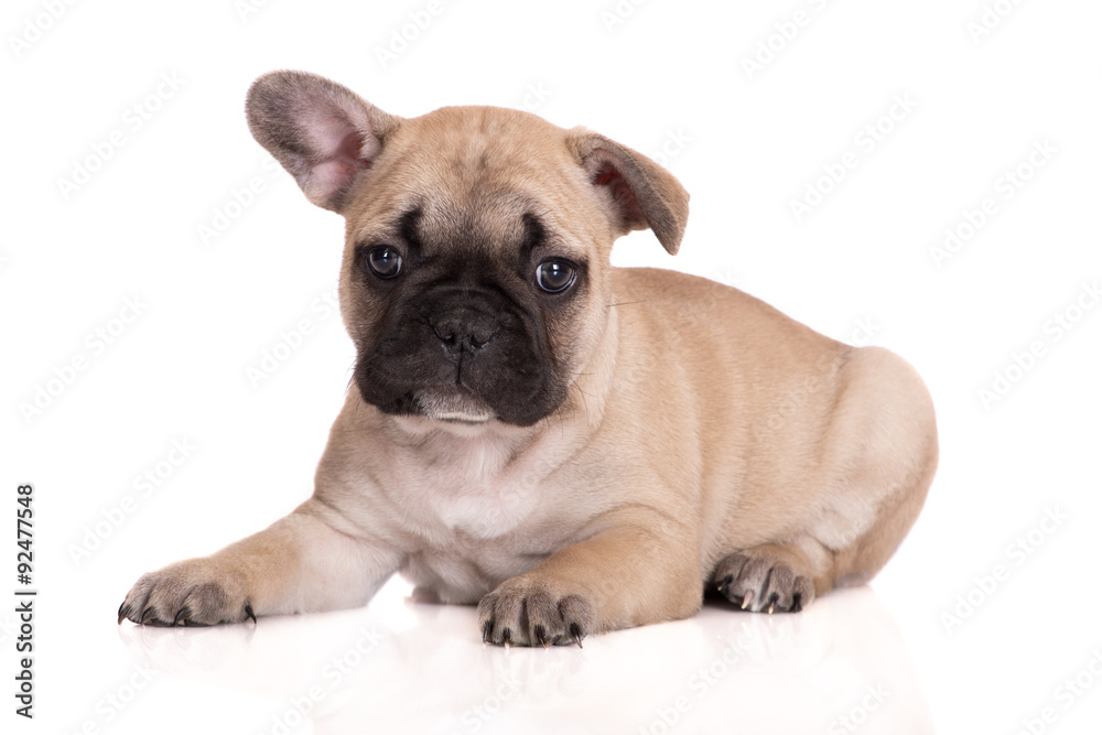 adorable french bulldog puppy posing on white