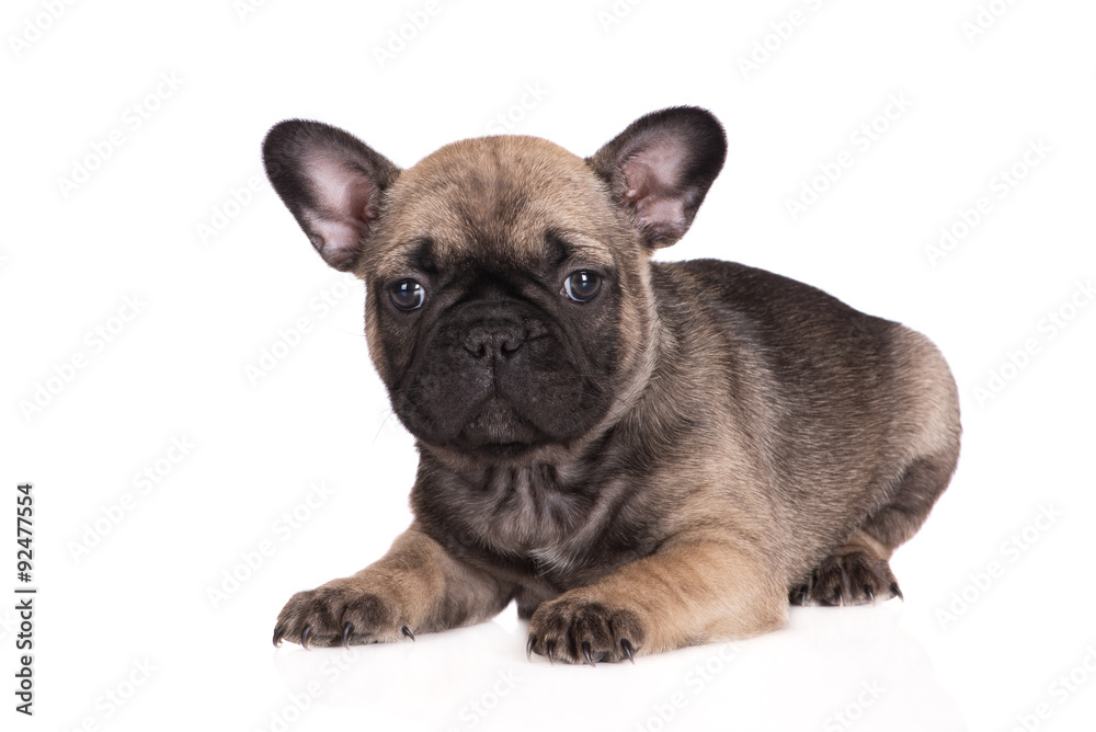 french bulldog puppy on white