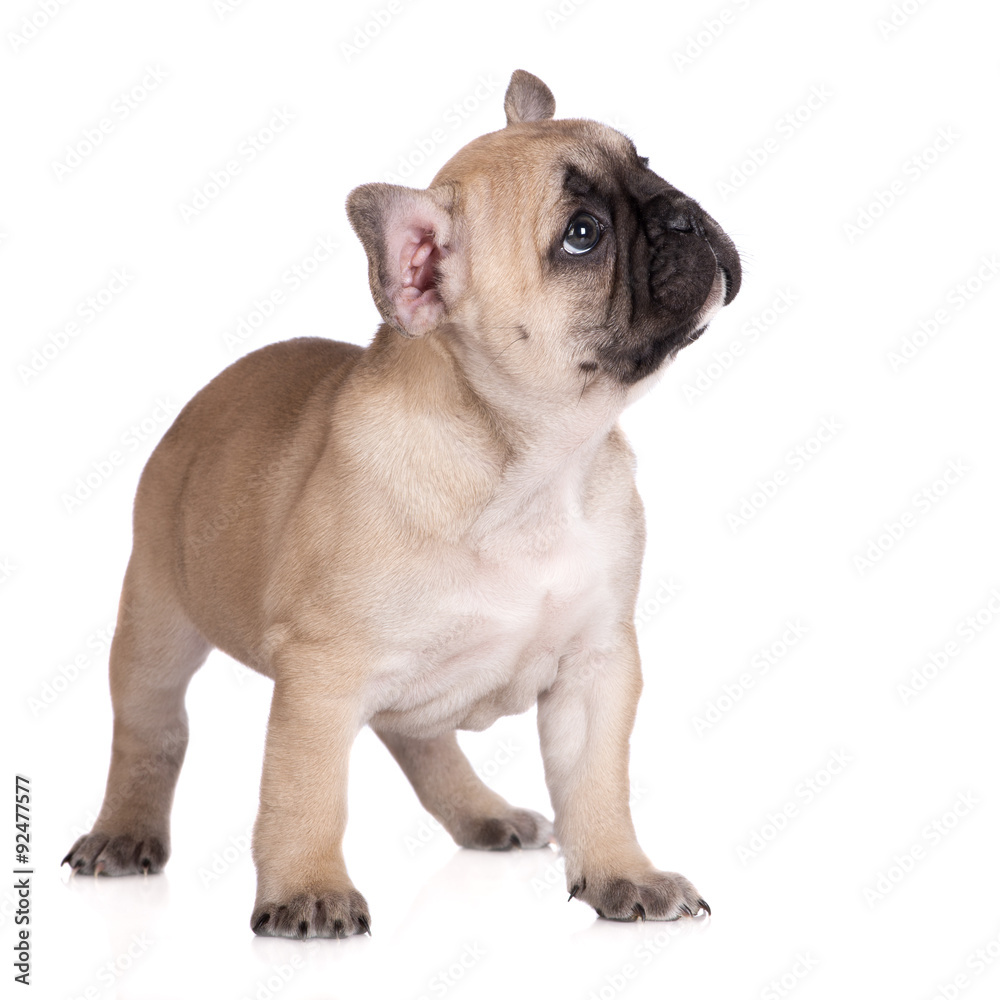 french bulldog puppy standing on white