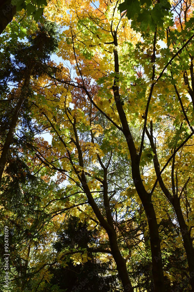 Fototapeta premium осенний день