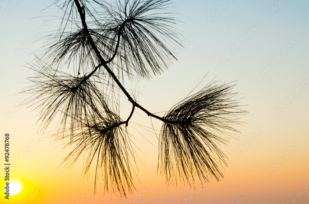 silhouette shadow of pine leave in sunset sky background