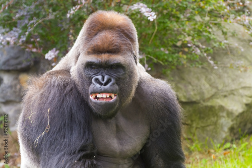 Western Gorilla (Gorilla gorilla) © belizar