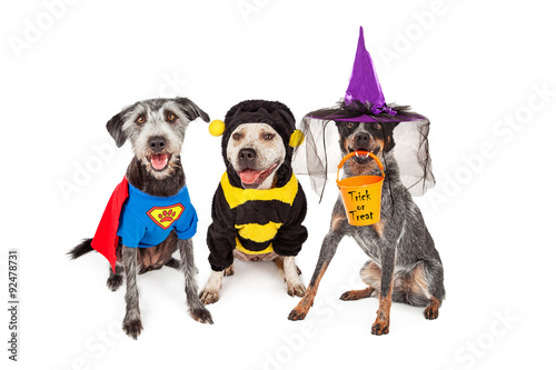 Fototapeta Naklejka Na Ścianę i Meble -  Cute Dogs Wearing Halloween Costumes