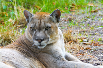 Crédence de cuisine Puma Cougar concolor en posture naturelle  © belizar