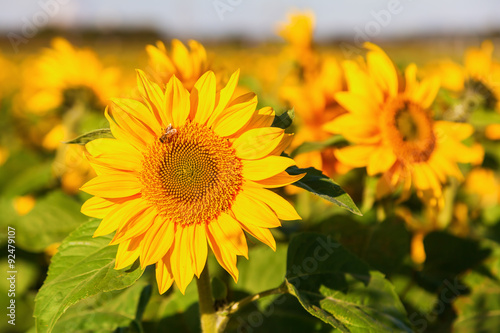 Fototapeta Naklejka Na Ścianę i Meble -  Sonnenblumenfeld