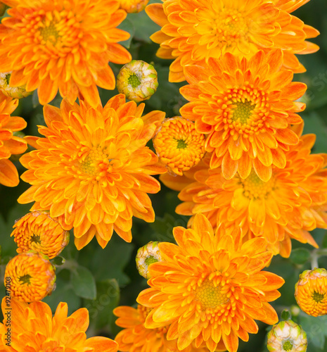 Beautiful unusual red orange and yellow chrysanthemum flowers closeup