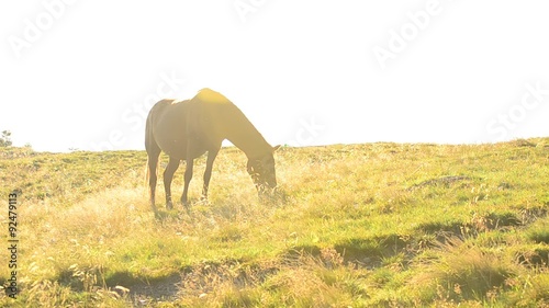 Brown horse grazes on pasture in late summer with back lighting 