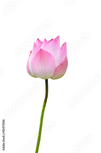 lotus on white background with path