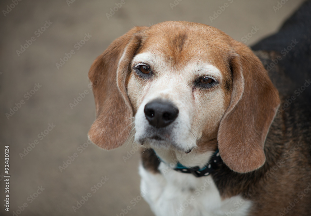 senior beagle dog head shot with sleepy eyes looking up