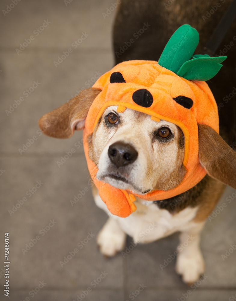 Beagle dog costume top