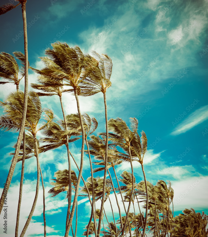 Fototapeta premium Retro Palm Trees In The Wind