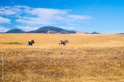 California Dreaming for two Zebra