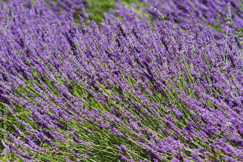 Lavender flower close up in a field in Provence France