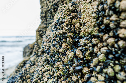 Blue mussels at Annestown beach