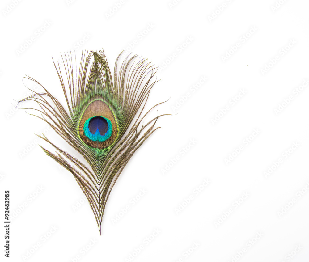 Obraz premium peacock