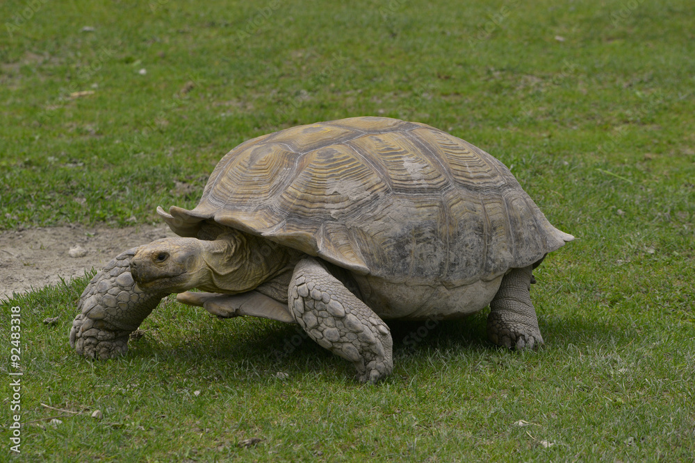Tortue sillonnée de savane ou à éperons, en marche dans l'herbe Tortue sillonnée de savane ou à éperons, en marche dans l'herbe