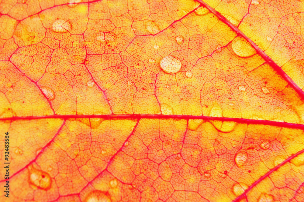 Fototapeta premium leaves with drops of water (isolated)