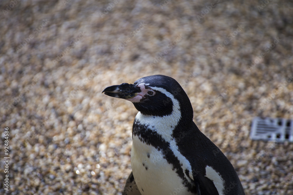 Naklejka premium Penguin