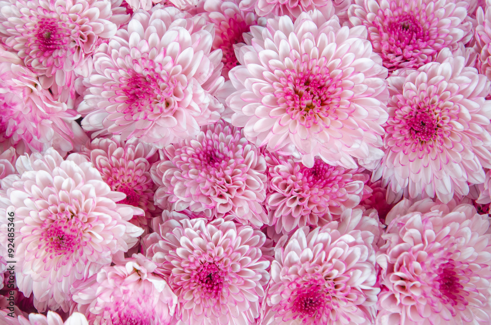 closeup of Chrysanthemum  banch