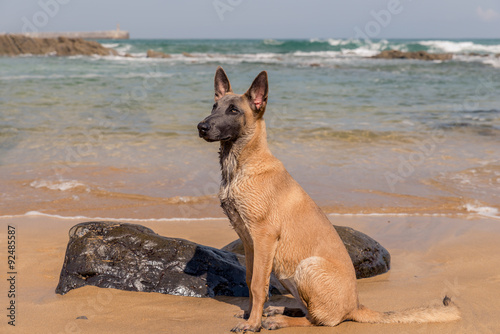Belgian Malinois dog sitting in the beach, sunny day