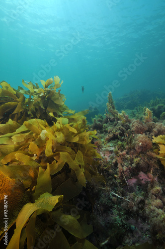 Underwater scenery of Matheson Bay in New Zeakand during a day with a very clear water and good visibility.