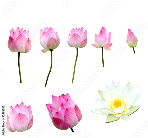 Fototapeta Naklejka Na Ścianę i Meble -  lotus on white background with path