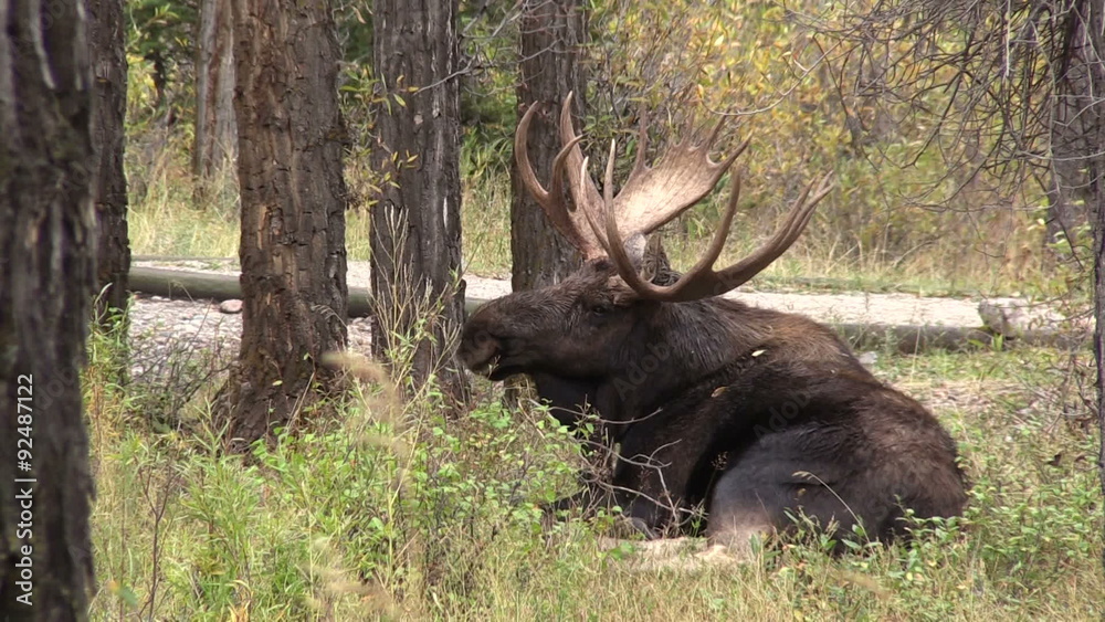 Bull Moose Bedded Bull Moose Bedded