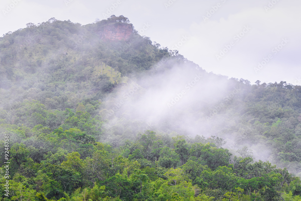 Foggy in forest on morning.