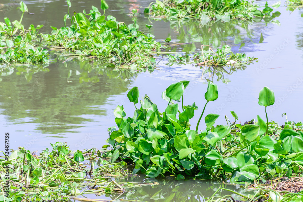 Water hyacinth floating in river. Water hyacinth floating in river.