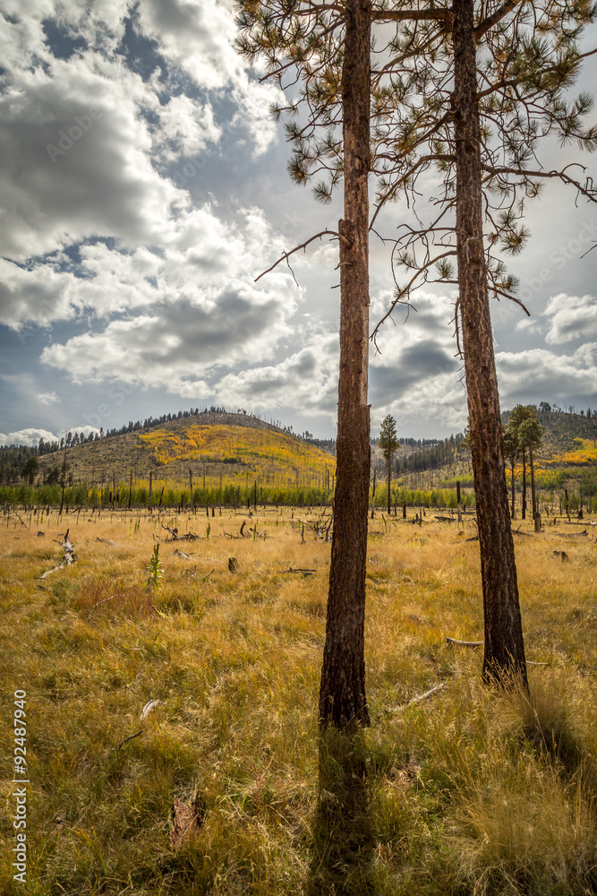 Fall tree landscapes Fall tree landscapes