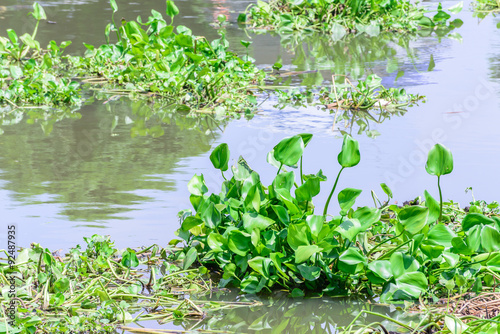 Water hyacinth floating in river. © Eakkaluk