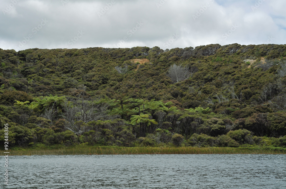 Native bush with giant ferns surrounding the lake.